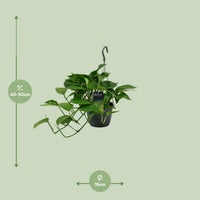 Epipremnum (Scindapsus) - Ø15cm - ↕45cm