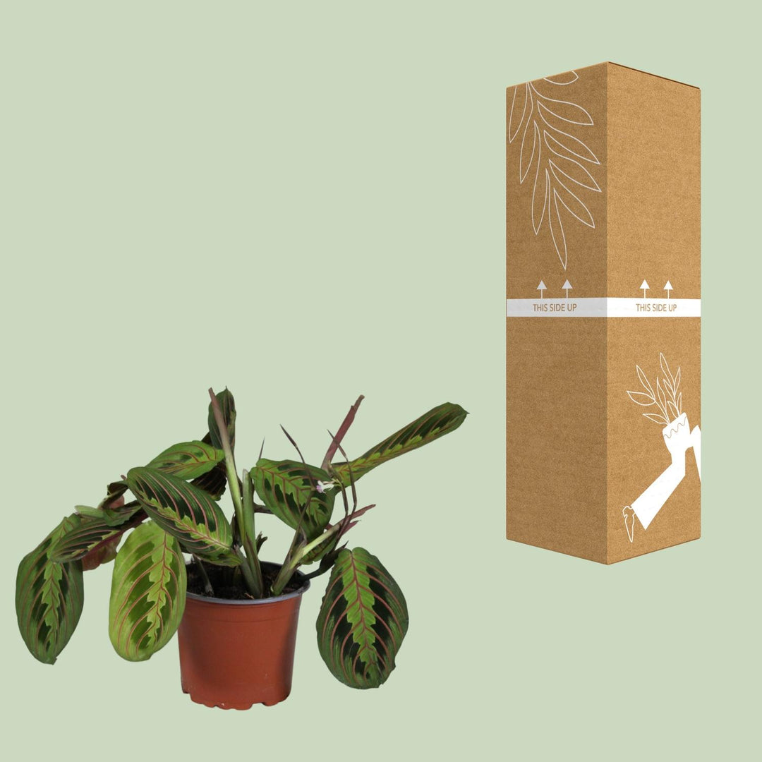 Maranta leuconeura 'Fascinator' - Ø12cm - ↕30cm