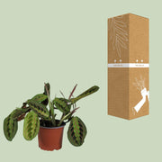 Maranta leuconeura 'Fascinator' - Ø12cm - ↕30cm