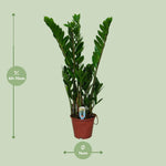 Carica l'immagine nel visualizzatore Galleria, Zamioculcas zamiifolia - Ø14cm - ↕50cm