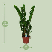 Zamioculcas zamiifolia - Ø14cm - ↕50cm