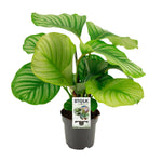 Load image into Gallery viewer, Calathea orbifolia - Ø14cm - ↕50cm
