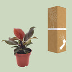 Load image into Gallery viewer, Philodendron erubescens &#39;Imperial Red&#39; - Ø12cm - ↕25cm
