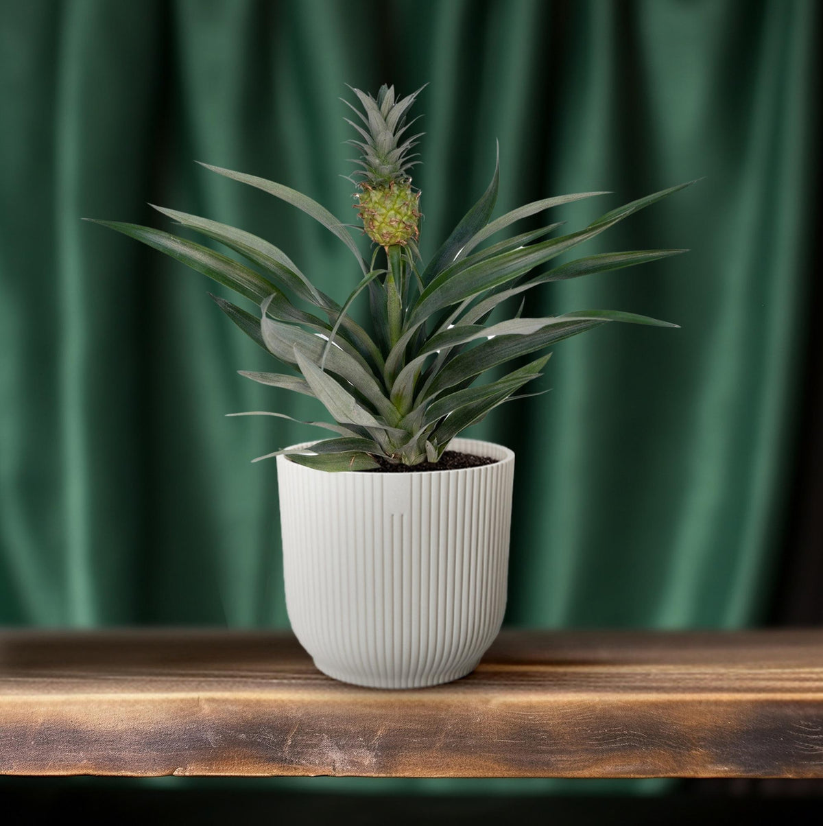 Ananas comosus (Bromelia 'Pineapple') - Ø12cm - ↕30cm