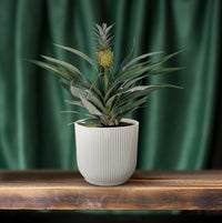 Ananas comosus (Bromelia 'Pineapple') - Ø12cm - ↕30cm