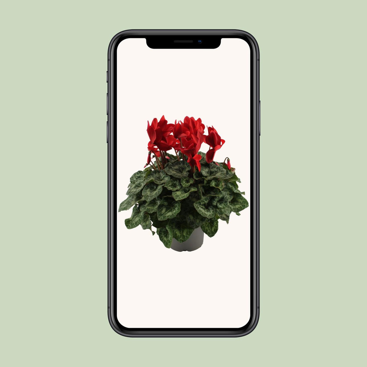 Cyclamen, Red - Ø17cm - ↕40cm