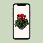 Load image into Gallery viewer, Cyclamen, Red - Ø17cm - ↕40cm
