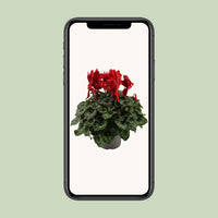 Cyclamen, Red - Ø17cm - ↕40cm