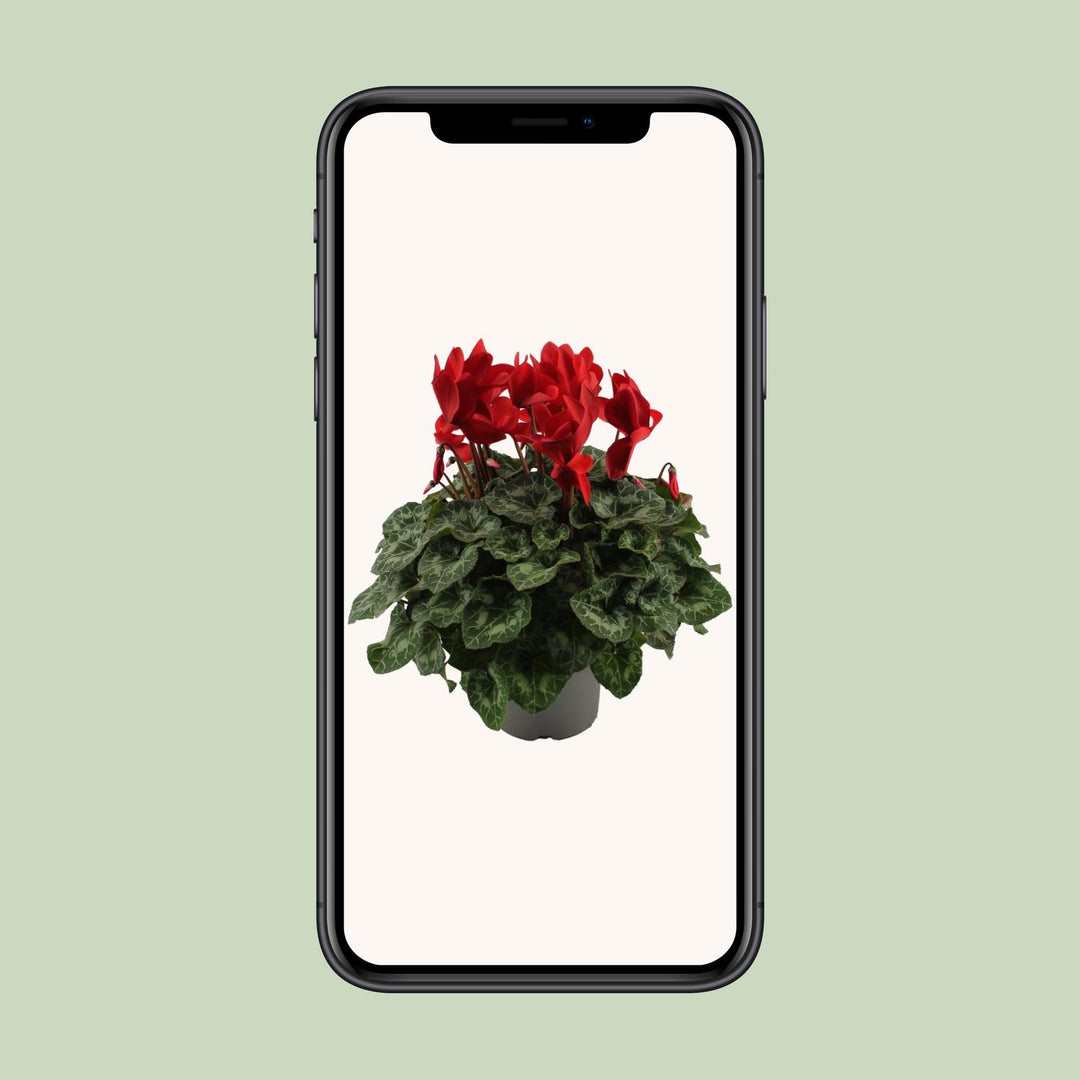 Cyclamen, Red - Ø17cm - ↕40cm