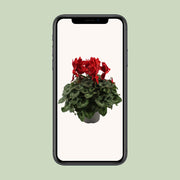 Cyclamen, Red - Ø17cm - ↕40cm