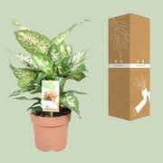 Dieffenbachia seguine 'Compacta' - Ø17cm - ↕45cm