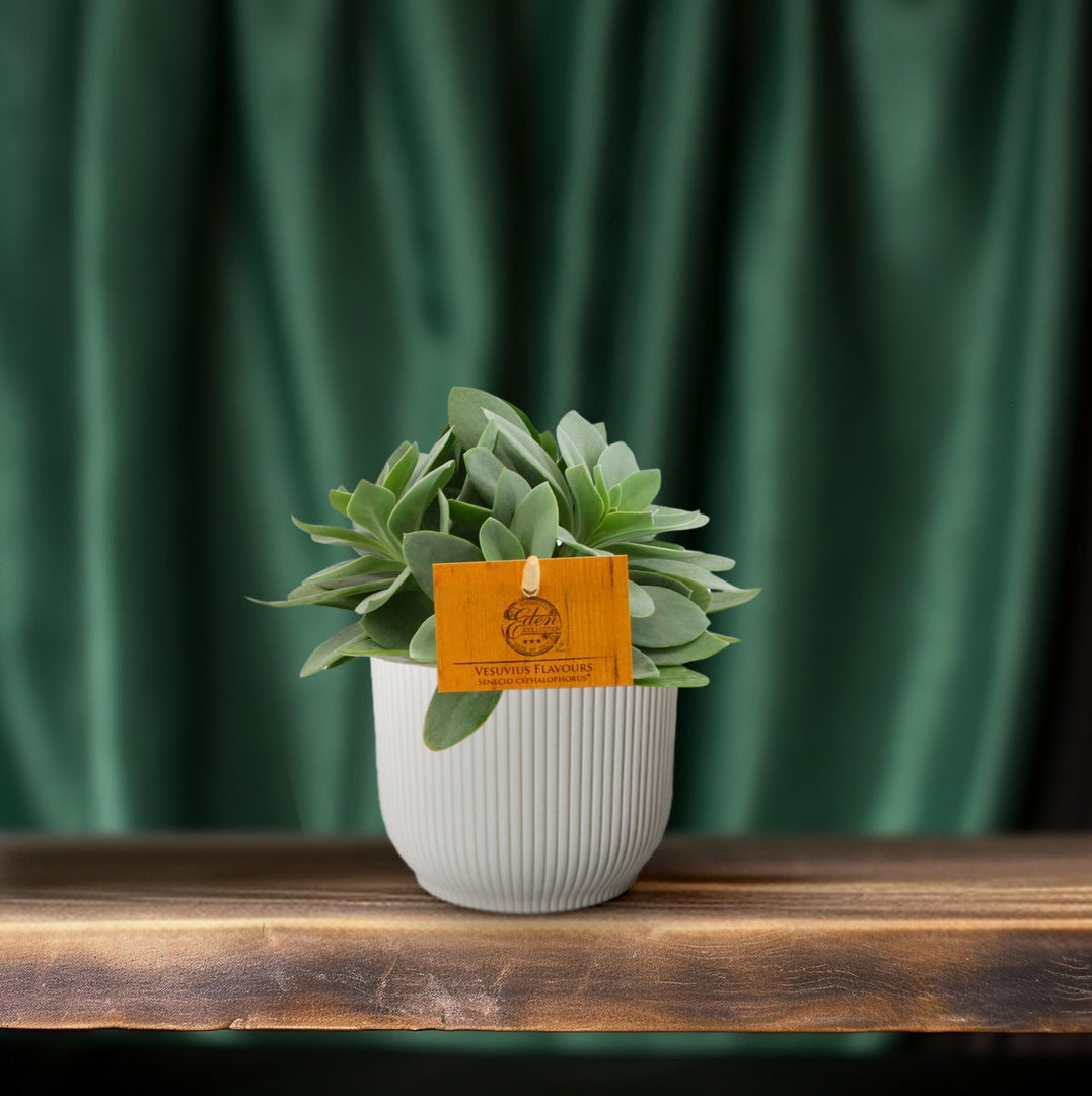 Senecio cephalophorus - Ø10,5cm - ↕15cm