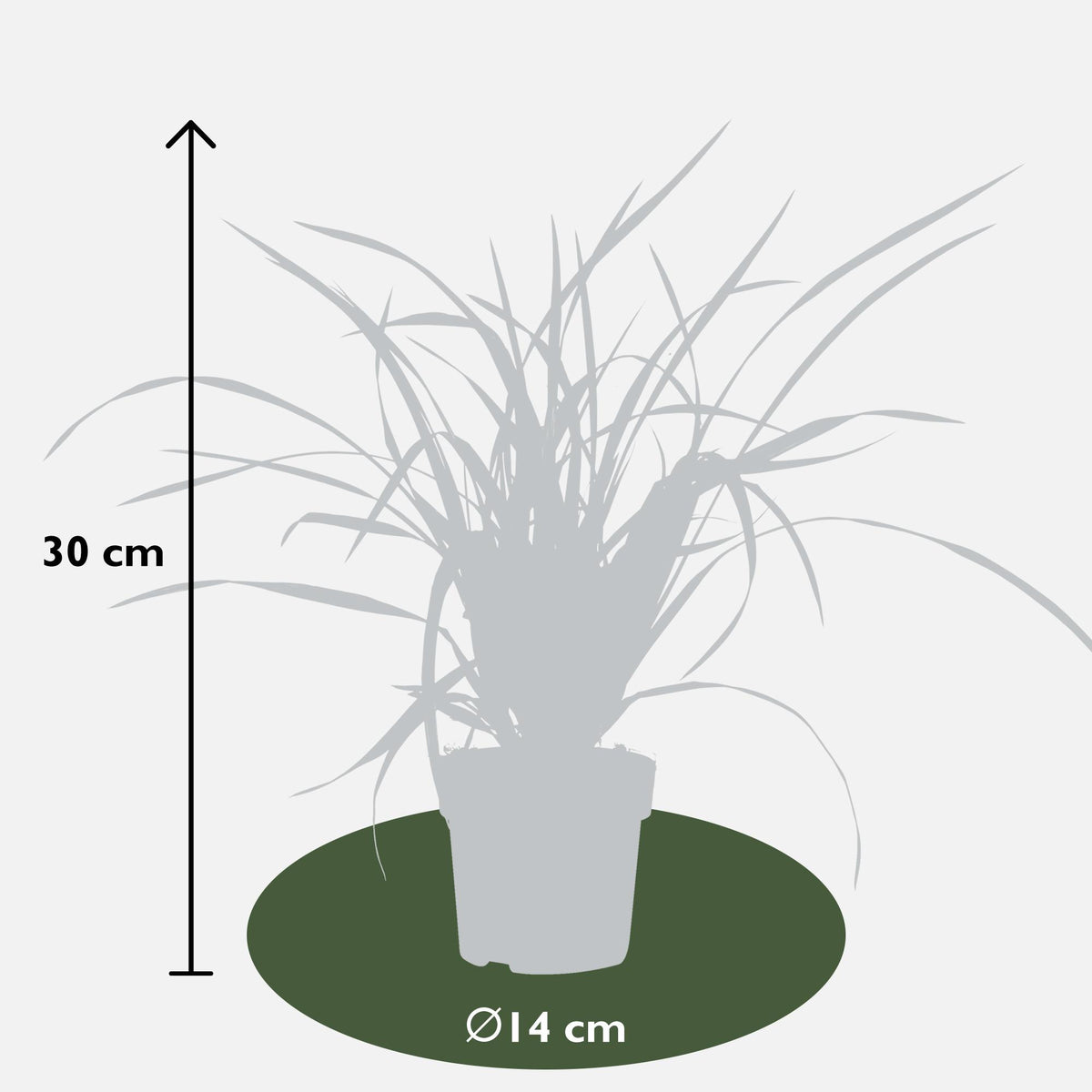 Carex morrowii 'Irish Green' - Ø14 - ↨30cm