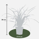 Load image into Gallery viewer, Carex morrowii &#39;Irish Green&#39; - Ø14 - ↨30cm
