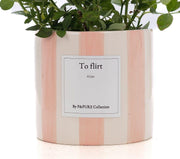 Rosa Light Pink Gift 