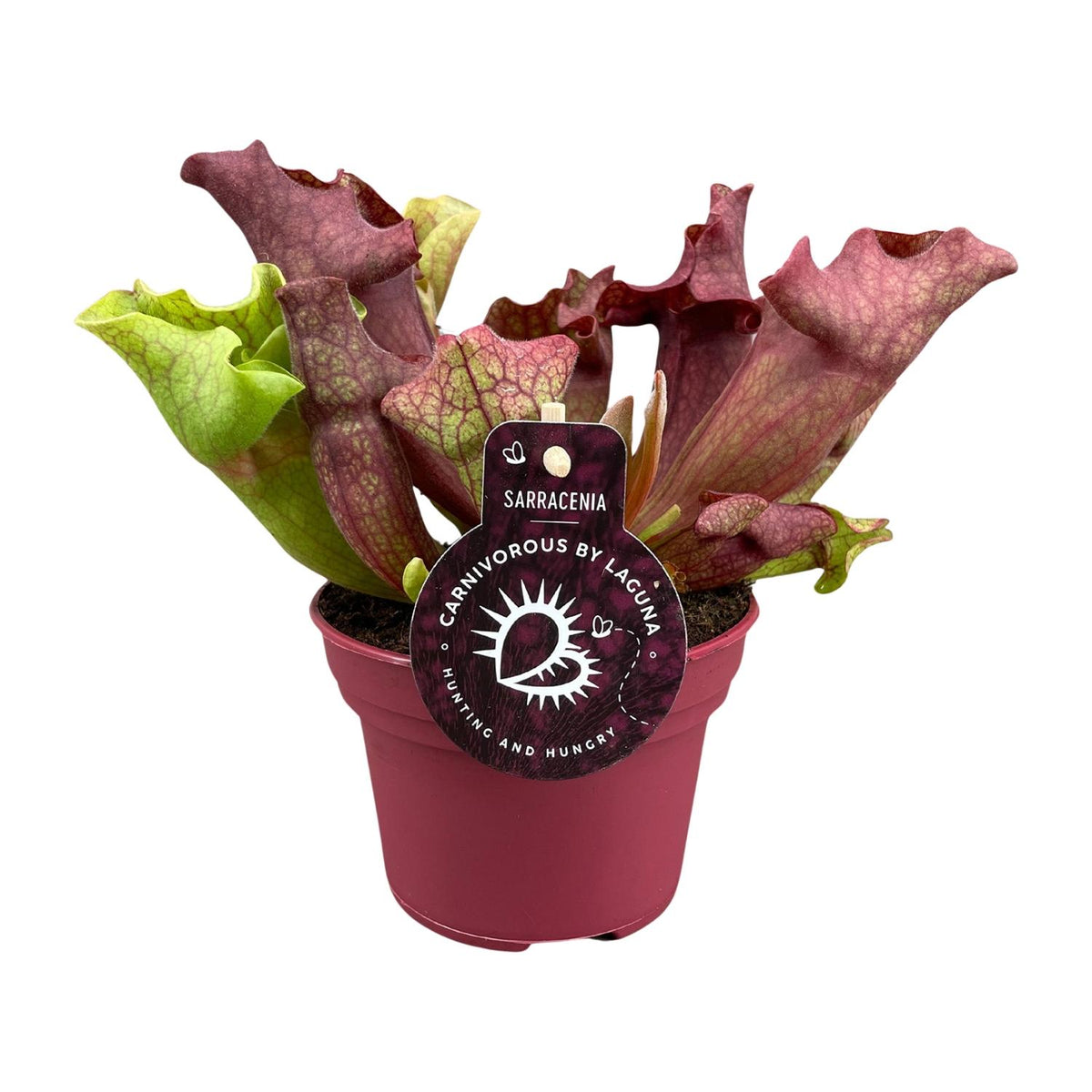 Sarracenia - Ø12cm ↕20cm