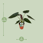 Load image into Gallery viewer, Alocasia wentii (Elephant Ear) - Ø19cm - ↕85cm