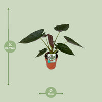 Alocasia wentii - Ø19cm - ↕85cm