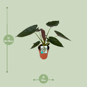 Alocasia wentii (Elephant Ear) - Ø19cm - ↕85cm
