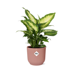 Load image into Gallery viewer, Dieffenbachia seguine ‘Camilla’ – ELHO Vibes Fold, Pink – Ø14cm - ↕30-40cm
