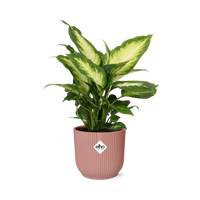 Dieffenbachia seguine ‘Camilla’ – ELHO Vibes Fold, Pink – Ø14cm - ↕30-40cm