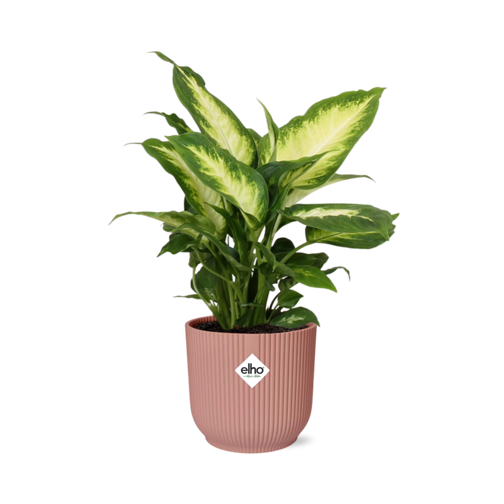 Dieffenbachia seguine ‘Camilla’ – ELHO Vibes Fold, Pink – Ø14cm - ↕30-40cm