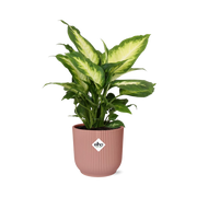Dieffenbachia seguine ‘Camilla’ – ELHO Vibes Fold, Pink – Ø14cm - ↕30-40cm