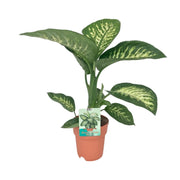 Dieffenbachia seguine 'Tropic Snow' - Ø19cm - ↕70cm