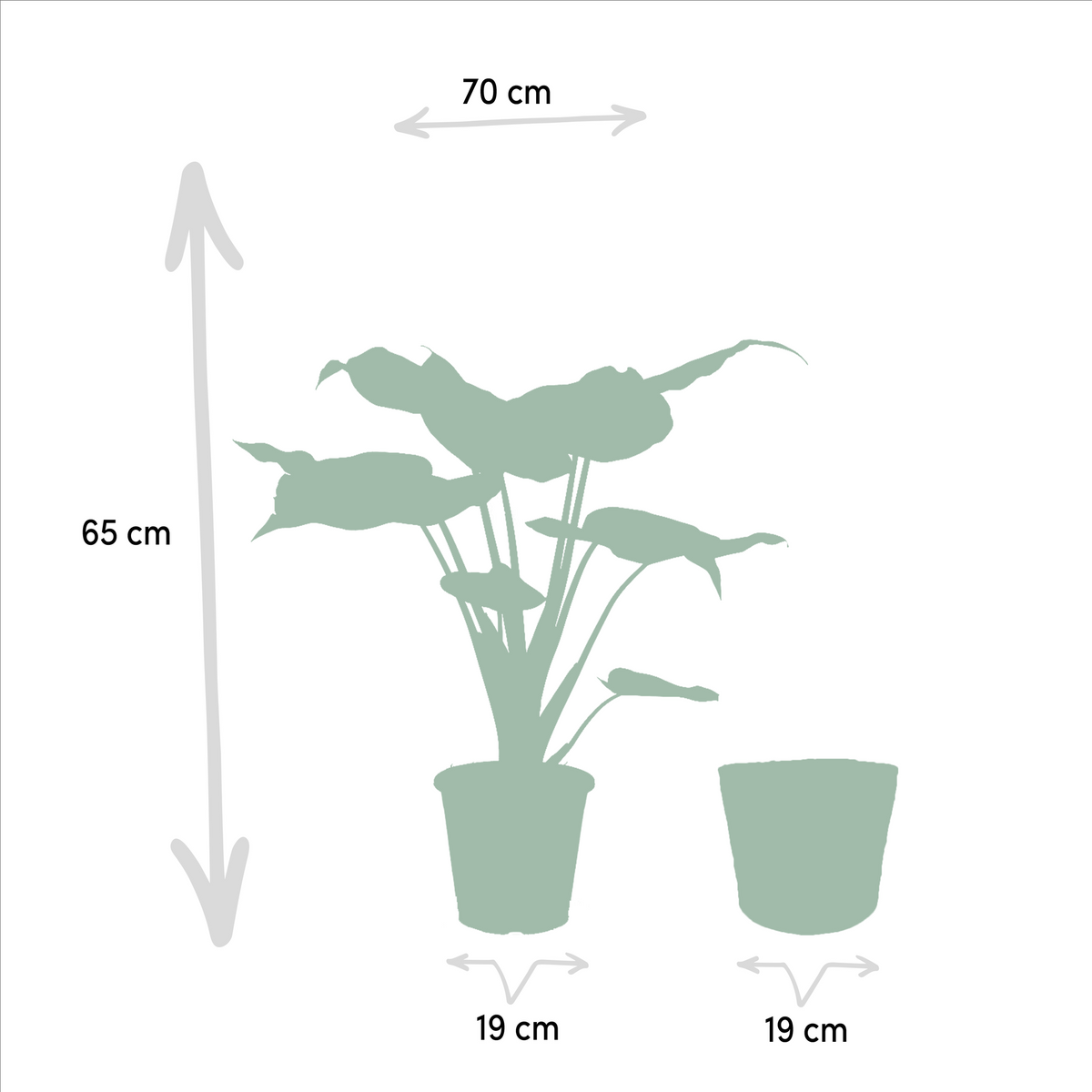 Coppia Tropicale da Interno in Cesto Selin - Alocasia cucullata - Ø19cm - ↕60cm + Alocasia Wentii - Ø19cm - ↕60cm