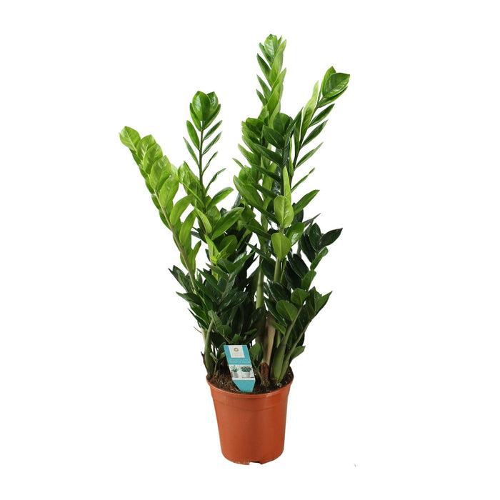 Zamioculcas zamiifolia - Ø21cm - ↕100cm