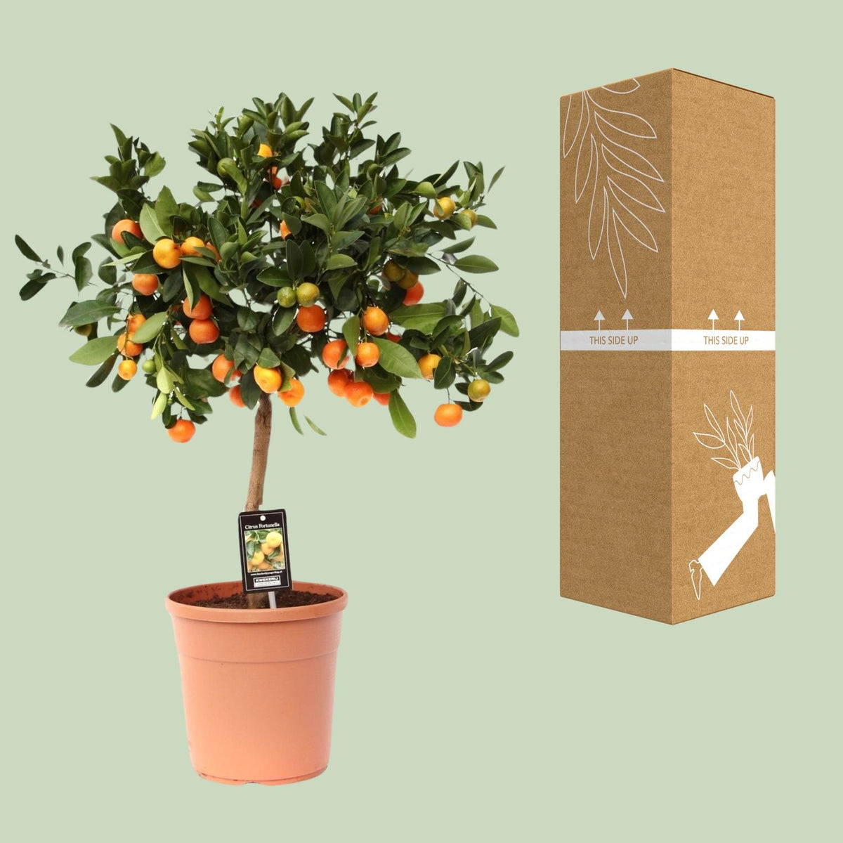 Citrus calamondin (Mandarino nano) - Ø22cm - ↕80cm