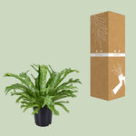 Load image into Gallery viewer, Asplenium nidus 'Crissie' - Ø17cm - ↕40cm