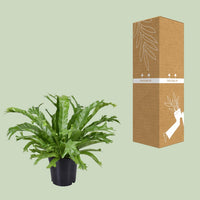 Asplenium nidus 'Crissie' - Ø17cm - ↕40cm