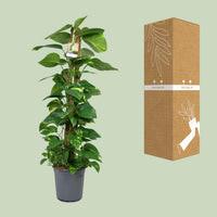 Epipremnum (Scindapsus) - Ø24cm - ↕120cm