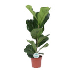 Load image into Gallery viewer, Ficus lyrata - Ø17cm - ↕60cm