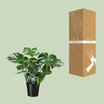 Carica l'immagine nel visualizzatore Galleria, Monstera deliciosa  - Ø21cm - ↕65cm
