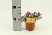 Tradescantia 'Sweetness' - Ø10,5cm - ↕10cm