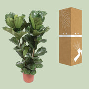 Ficus lyrata - Ø27cm - ↕100cm