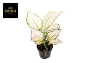 Aglaonema 'White Joy' - Ø12cm - ↕35cm