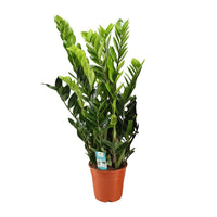 Zamioculcas zamiifolia - Ø21cm - ↕95cm