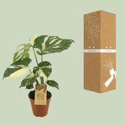 Monstera deliciosa 'Thai Constellation' - Ø15cm - ↕50cm