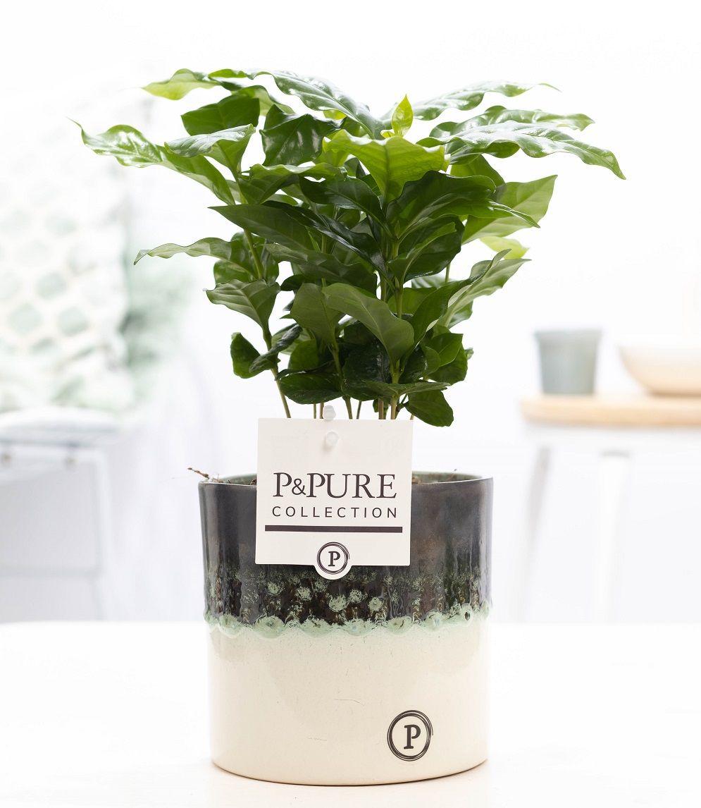 Coffea Arabica In P&PURE Illusion Pot  - Ø12cm - ↕20cm