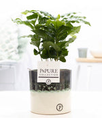 Carica l'immagine nel visualizzatore Galleria, Coffea Arabica in Vaso P&amp;PURE Illusion - Ø12cm ↕20cm