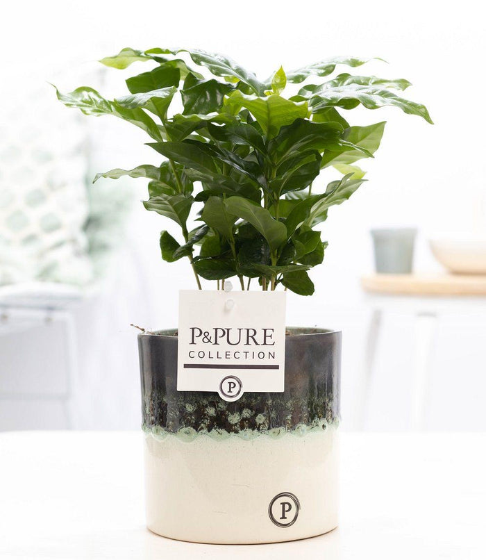 Coffea Arabica plant in illusion pot (Ø12cm, ↕20cm) with glossy dark green leaves for indoor decoration.