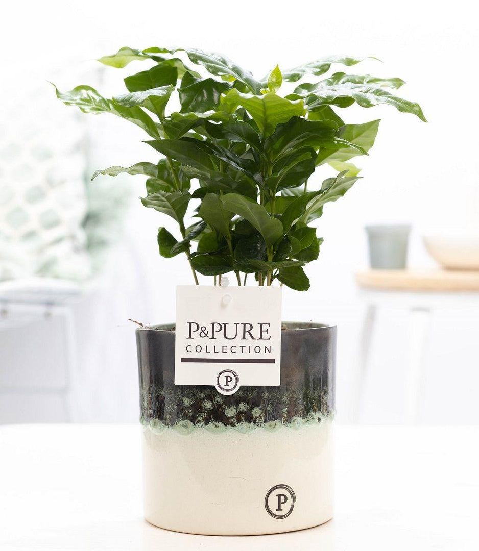 Coffea Arabica in Vaso P&PURE Illusion - Ø12cm ↕20cm