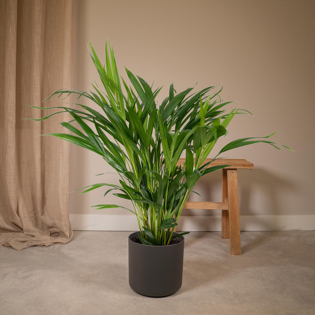 Dypsis lutescens (Areca Palm) - Ø17cm - ↕60cm