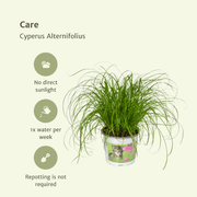 Cyperus alternifolius 'Zumula' (Cat Grass) - 4 plants - Ø12cm - ↕20cm