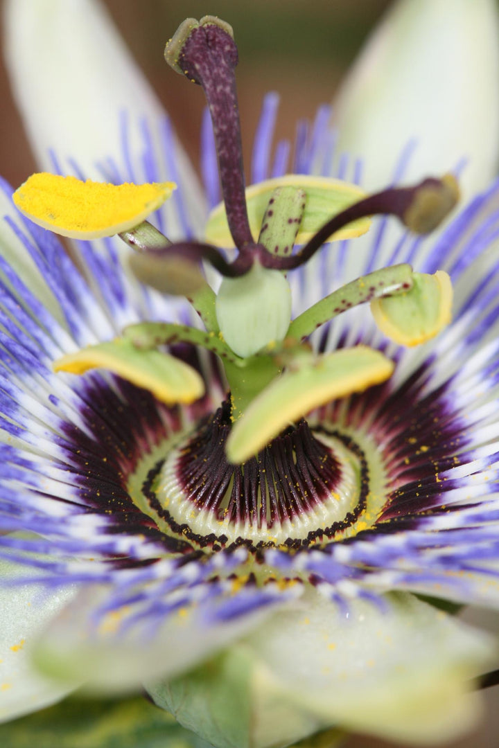 Passiflora caerulea (Blue Passiflora) - Ø15cm - ↕65cm