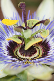 Passiflora caerulea (Blue Passiflora) - Ø15cm - ↕65cm