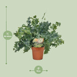 Load image into Gallery viewer, Phlebodium aureum 'Davana' - Ø12cm - ↕35cm